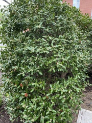 Ilex opaca
