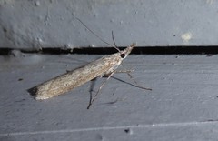 Orocrambus cyclopicus