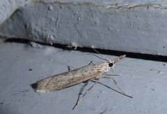 Orocrambus cyclopicus