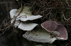 Skeletocutis lilacina