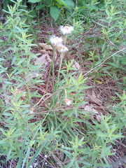 Nothocalais cuspidata