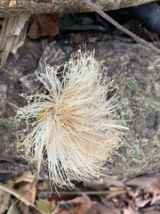 Pseudobombax septenatum