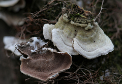 Skeletocutis lilacina