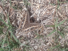 Hyles lineata
