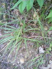 Nothocalais cuspidata