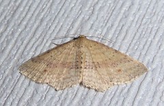 Epicyme rubropunctaria