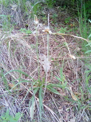 Nothocalais cuspidata