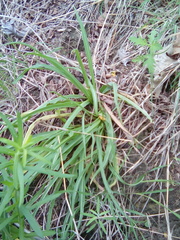 Nothocalais cuspidata