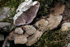 Skeletocutis lilacina