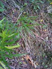 Nothocalais cuspidata