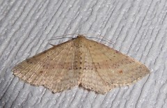 Epicyme rubropunctaria