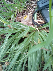 Nothocalais cuspidata