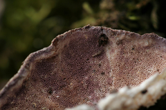 Skeletocutis lilacina