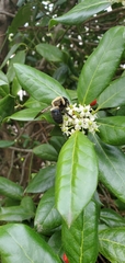 Xylocopa virginica