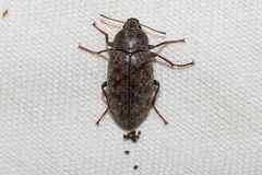 Epitragodes tomentosus