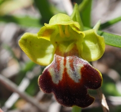 Ophrys vasconica