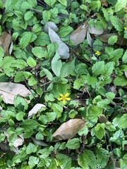 Chrysogonum