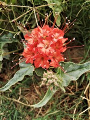 Nyctaginia capitata