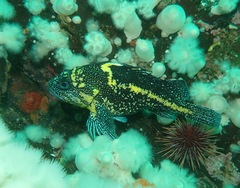 Sebastes nebulosus