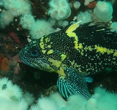Sebastes nebulosus