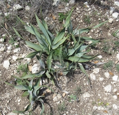 Yucca rupicola
