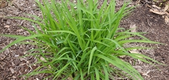 Poaceae