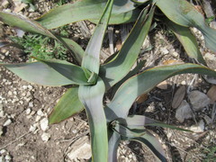 Yucca rupicola