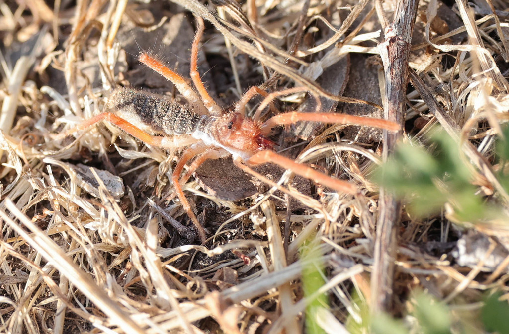 Eremobates kraepelini from Madrona Marsh Preserve,Torrance, CA, USA on