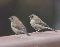 Junco hyemalis