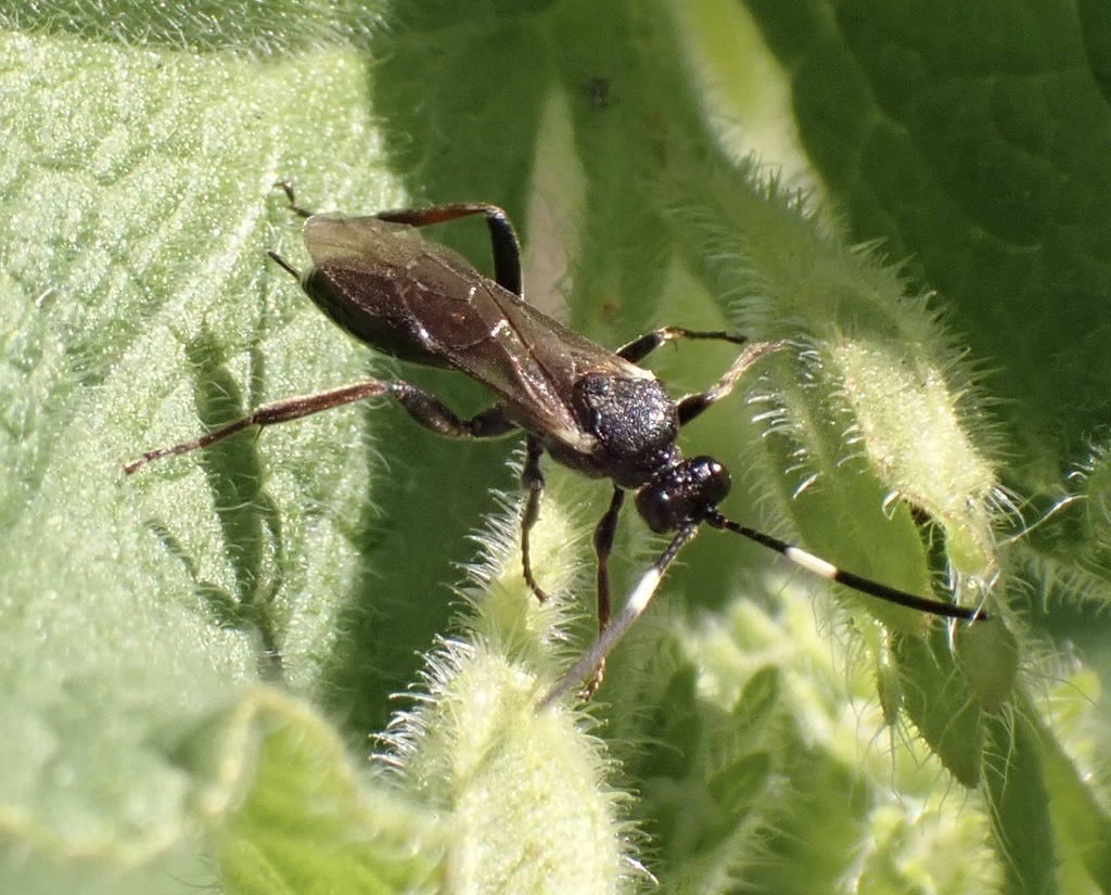 Rhembobius perscrutator