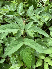 Angelica genuflexa