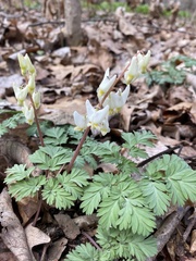 Dicentra cucullaria