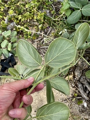 Canavalia sericea