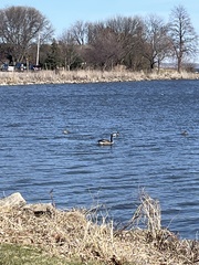 Branta canadensis