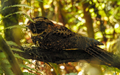 Silky-Tailed Nightjar photo 3