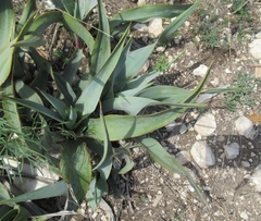 Yucca rupicola