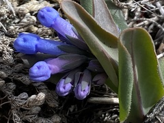 Mertensia longiflora