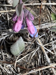Mertensia longiflora