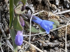 Mertensia longiflora