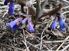 Mertensia longiflora