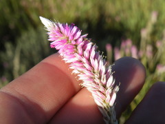 Hermbstaedtia fleckii