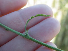 Hermbstaedtia fleckii