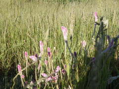 Hermbstaedtia fleckii