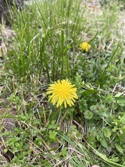 Taraxacum officinale