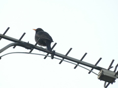 Turdus merula