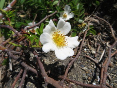 Rosa lucieae