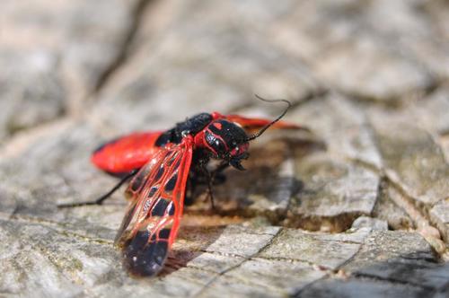 Caenolyda reticulata photographed in Denmark
