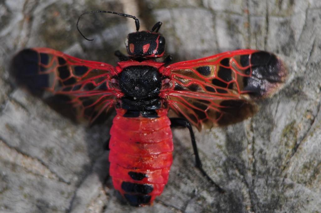 Caenolyda reticulata