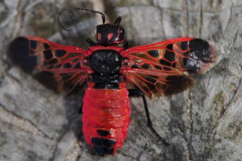 Caenolyda reticulata