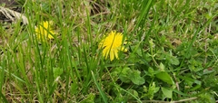 Taraxacum officinale